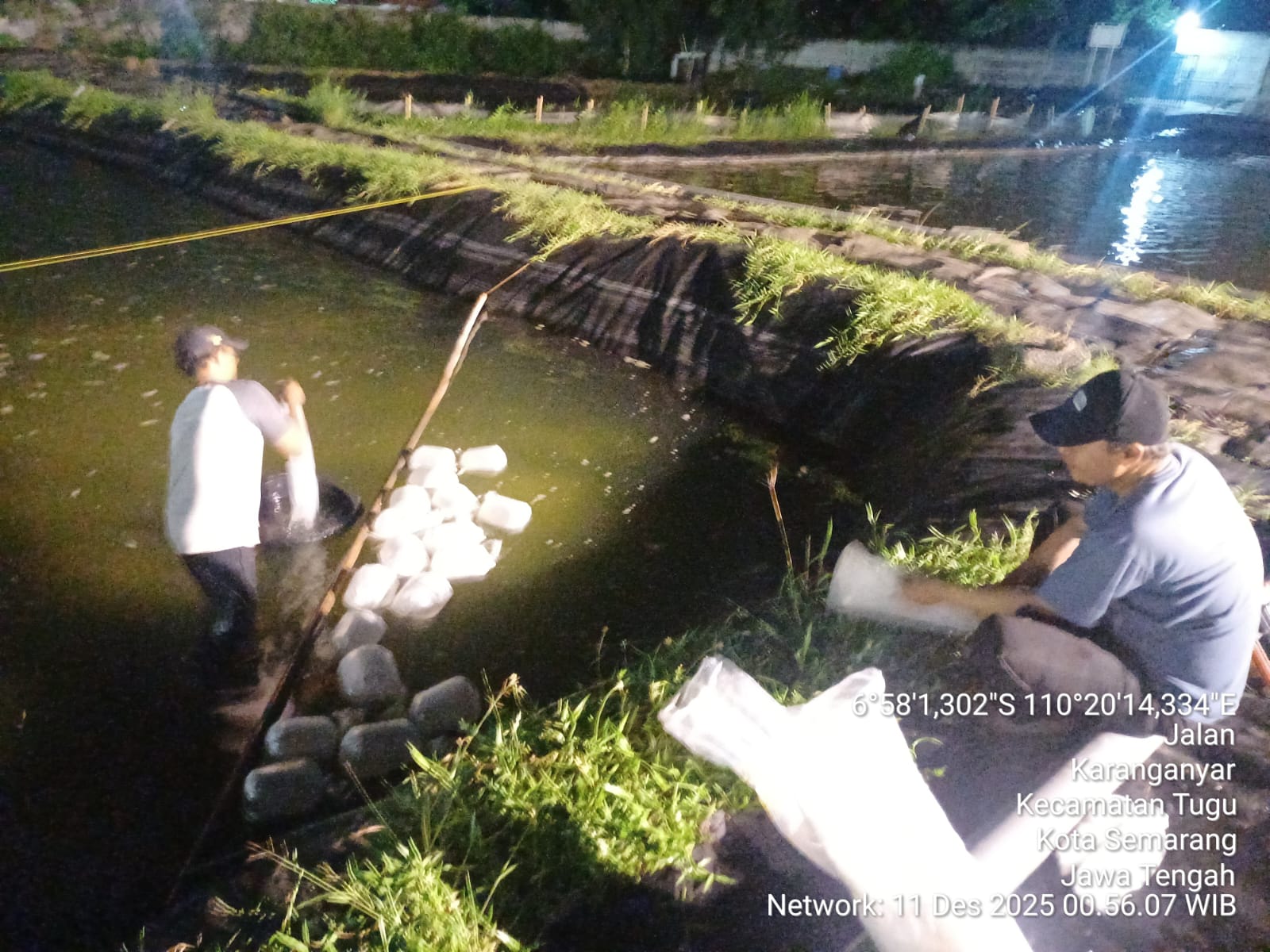 Tebar Benih Udang Vannamei d Loka BIAP Tugu Semarang